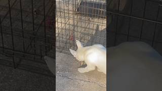 5 Month Old Puppy Bull Terrier Out Of Chosen Sheep Kennels