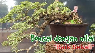 Kontes dan Pameran Bonsai❗Bonsai dengan predikat BAIK SEKALi❗BangkalanMadura