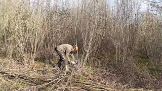 Guy cutting hazel coppice with an electric chainsaw, Bottoms' Corner Wood. January 2022