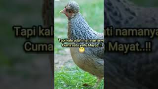 Sebutkan nama² Ayam yg SDH mati? q