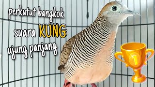 Perkutut bangkok suara KUNG ujung panjang NDLOSORR