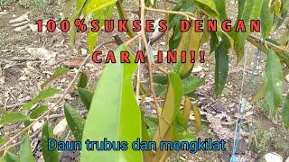 Cara pemupukan durian, 100% berhasil