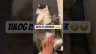 TULOG IS STRONGER!! 😂🤣 #cat #catvideos #shortvideo #catlover #justforfun #Chiboo