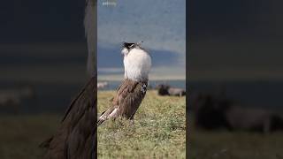 Burung Terbesar Di Australia. #shorts