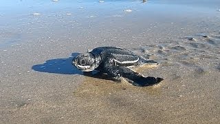 Leatherback Hatchling Crawls To The Ocean!