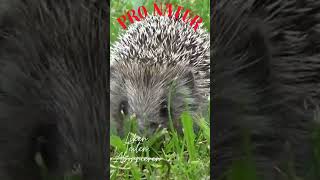 Igel