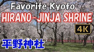 【Hirano-Jinja Shrine 平野神社】Favorite Kyoto🌸.Here, cherry blossoms bloom all over in spring.