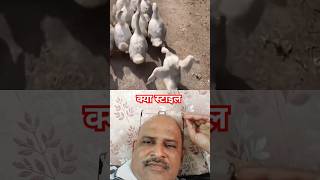 लटकमटक स्टाइल #shorts #ytshorts #Vipul #youtubeshorts #funny #funyyduck #trending