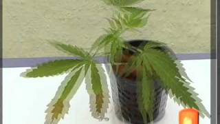 Importancia de la humedad en el cultivo de la Marihuana