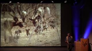 Protecting Painted Dogs in Zimbabwe