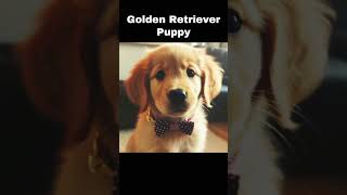 Golden Retriever Puppy ..  #shorts #dog #goldenretriever