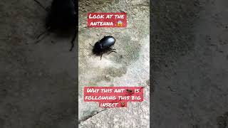 Ant is following this insect. Very Suspicious  why?#ant #shorts #insects #insect #wild #wildanimals