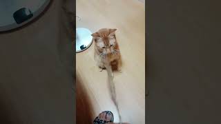 #music #lyrics #cat #fullscottish #catvideos #britishblue #catlover #cutebluebrits #funnycatvideos