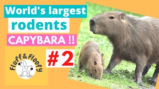 Capybara baby play with mom & lick human's face & stand upright! World's Biggest Rodent 2! #shorts