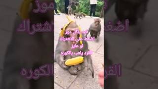 #animals #cute #monkylifeinnatural #monkey05 #funny #monkeybaby #monkey #dzistic #القرد يأكل موز