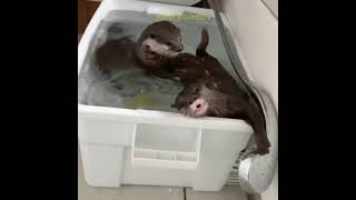 Funny animals in the shower | Animals Are Funny | Like Share and Subscribe