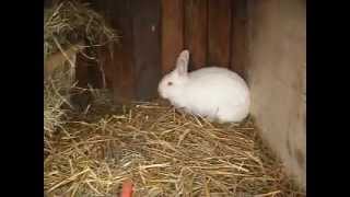 królik NB Nowozelandzki Biały samica \ New Zealand white rabbit female / кролик