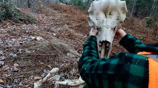 Lots Going On Over Here | Deer Hunting Northern Maine