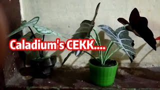 Miniatur Caladium - Miniatur Keladi Viral