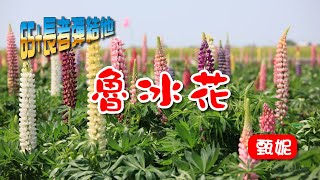 《養生彈》魯冰花