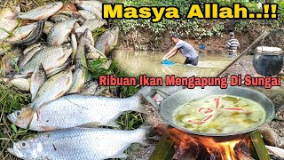 MASYA ALLAH..!!! Ribuan Ikan Mengapung Di Sungai