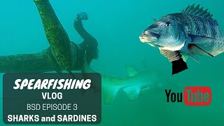 SARDINE RUN diving with SHARKS | BSV: South Africa VLOG ep3