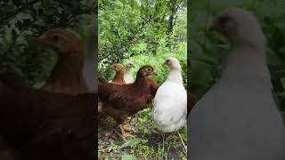 6 week old chicks exploring the world. #organicgardening #freerangechickens