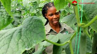 Cucumber Agronomy Discussions