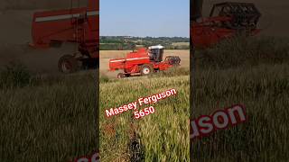 Massey Ferguson 5650 em Colheita do Trigo 2023.