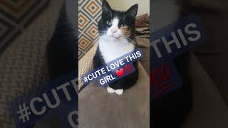 PUSSY CAT MY GIRL ❤️😏💯