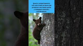 I cuccioli d'orso sono nati per arrampicarsi #shorts #curiosità #orsi #savewildlife