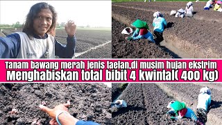 tutorial tanam bawang merah jenis taelan,di musim hujan ekstrim