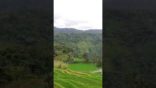 terasering sawah hijau