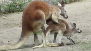 The Berlin Zoological Garden,  Kangaroos