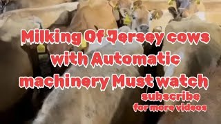 Milking cows|Jersy cow|milking machine|machine working|automatic milking cows|#milk #farming #cow