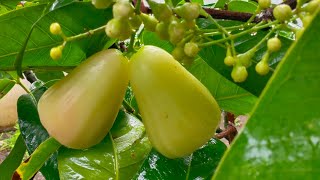 BUAH MENJADI JUMBO BERKAT PENJARANGAN BUAH‼️JAMBU MADU DELI HIJAU❗#panen #jambumadu #jambumadudeli