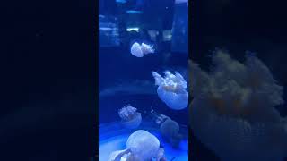 Jelly Fish #qualle #ubur-ubur #BXSea #BXSeaAquarium #BintaroExchange #Tangerang #indonesia