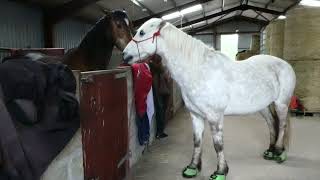 William Politely Requests his Own Cavallo Hoof Boots!