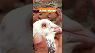 chini humar kabootar #shortsviral #pigeon #nafeespigeon #shorts