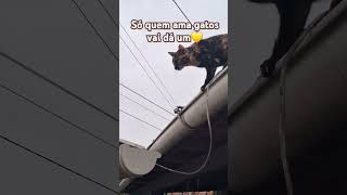 #pets #felicidade #viralvideo #gatos #gatosfofo #cat #gatosfofinhos #brasil #sorte #paz #reflexao