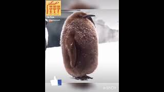 #Shorts funny animals, смешные животные