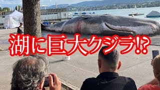 [ニュース]湖に巨大マッコウクジラの死体が打ち上げられる？！