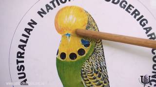 The Standard - Australian National Budgerigar Council - United Budgerigar Society