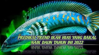 PREDIKSI TREND IKAN HIAS YANG BAKAL NAIK DAUN TAHUN INI 2022,