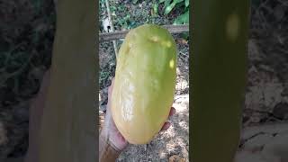 Metik Markisa Jumbo Langsung dari Kebun