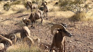 Desert Bighorn Sheep Herd Up Close & Personal Valley of Fire Nevada 4K #Shorts #ValleyOfFire #Nevada