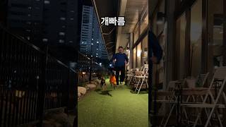 개빠름 #이탈리안그레이하운드