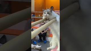 #cat #funnyvideo #funnyshorts #funnycat