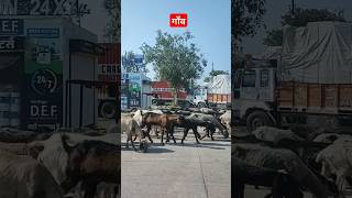 गाँव #shorts #short #youtubeshorts #shortsvideo #subscribe #trending #reels #instagram #nature #4k