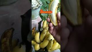 BANANAS #banana